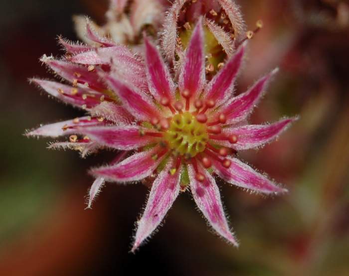 Sempervivum Dachwurz Hauswurz